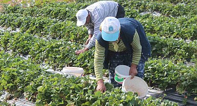 Hüyük'te tarımsal işçilerin günlük yevmiyeleri belli oldu