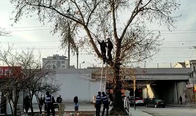 İtfaiye ekipleri ağacın dalında mahsur kalan güvercini kurtarmak için seferber oldu