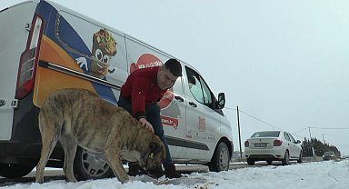 Kar yağdı, sokak hayvanları unutulmadı
