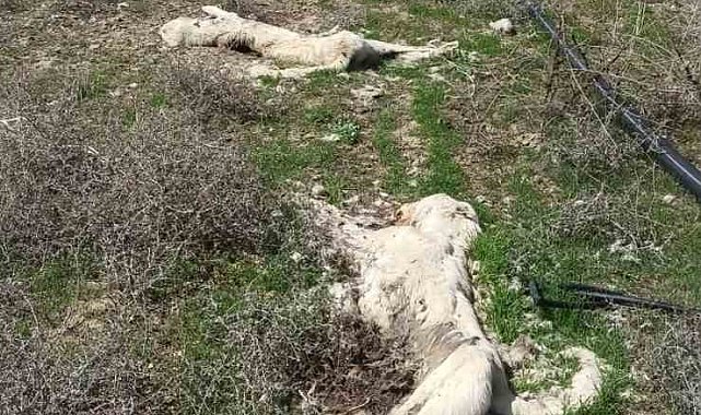 Kayseri'de ayakları bağlı 2 köpek ölüsü bulundu