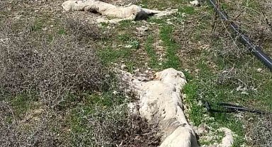 Kayseri'de ayakları bağlı 2 köpek ölüsü bulundu
