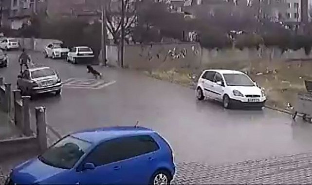 Kendisine doğru koşan köpekleri fark etti, otomobil üzerine çıktı