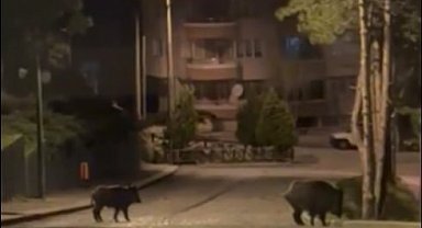 Konya'da aç kalan domuzlar şehre indi