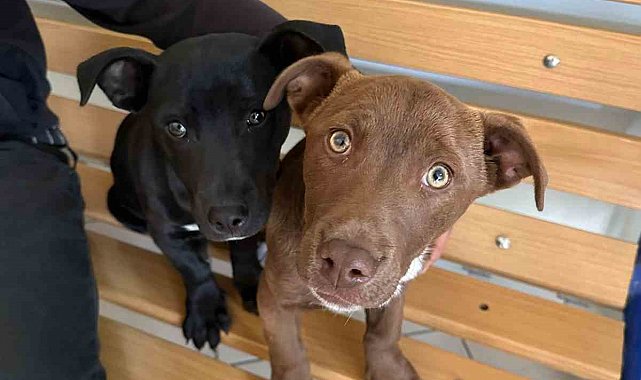 Köpeklerinin çalındığını şikayet etti, 66 bin 798 lira ceza yedi