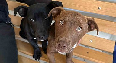Köpeklerinin çalındığını şikayet etti, 66 bin 798 lira ceza yedi
