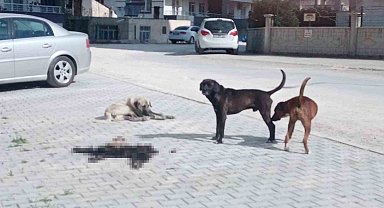 Mersin Mut'ta hayvan iç organları ve derilerini çöpe atanlar tepki çekti