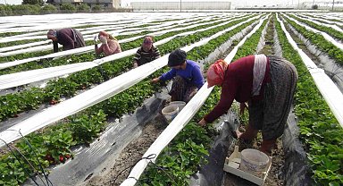 Mersin'de açıkta çilek hasadı başladı: 80 bin ton ürün bekleniyor