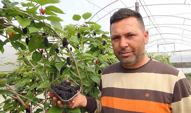 Mersin'de karadut hasadı: Kilosu 50 liradan ihraç ediliyor