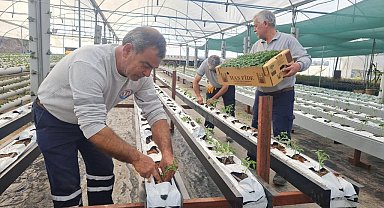 Mezitli Belediyesi, topraksız tarım için adım attı