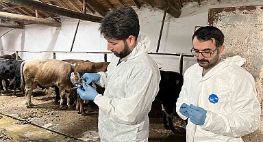 Şap hastalığına karşı ekipler sahada