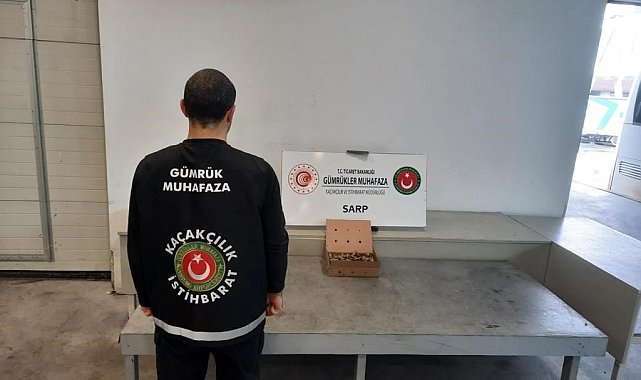Sarp Sınır Kapısı'nda 250 adet su kaplumbağası ele geçirildi