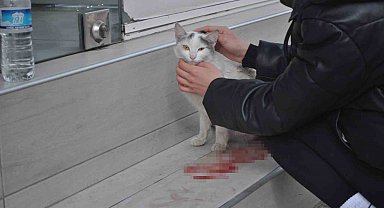 Süratli sürücünün çarptığı kediye öğrenciler sahip çıktı