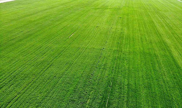 Tahıl ambarı Konya Ovası'nda yağışlarla rekolte beklentisi arttı