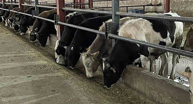 Tedbirler şap hastalığın yayılmasını önlüyor: Çankırı'da aşı çalışmaları büyük ölçüde tamamlandı