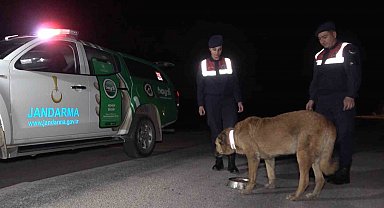 Trafik kazalarına sebep oluyordu, köpeklere reflektörlü tasma takıldı