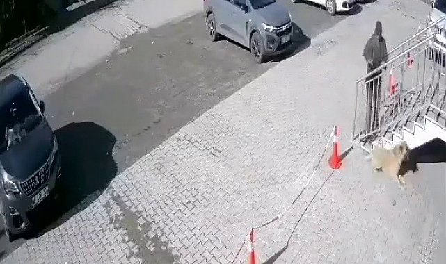 Uyuyan köpeğe taş attı, o anlar güvenlik kamerasına yansıdı