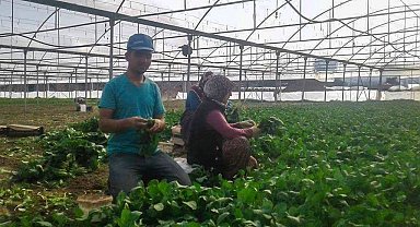 Uzman ellere 250 bin TL hibe desteği
