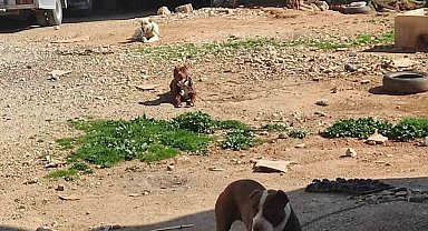 Yasaklı ırk köpek besleyen şahsa ceza