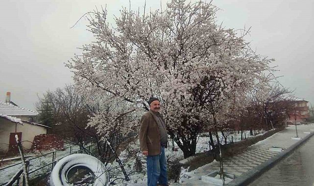 Yozgat'ta çiçek açan erik ağacı kar altında kaldı