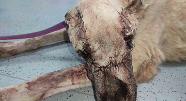Yüzünde tümör oluşan sokak köpeği sağlığına kavuşturuldu