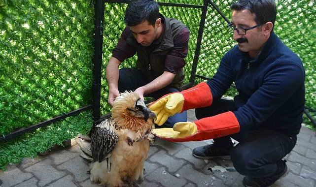 'Tehlikedeki türler' kategorisindeki sakallı akbabaya özel tedavi
