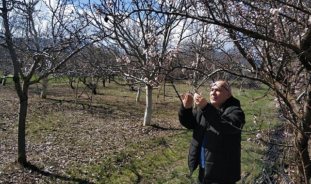 Beyşehir'de ekili alanlar ve meyve bahçelerinde hastalık taraması