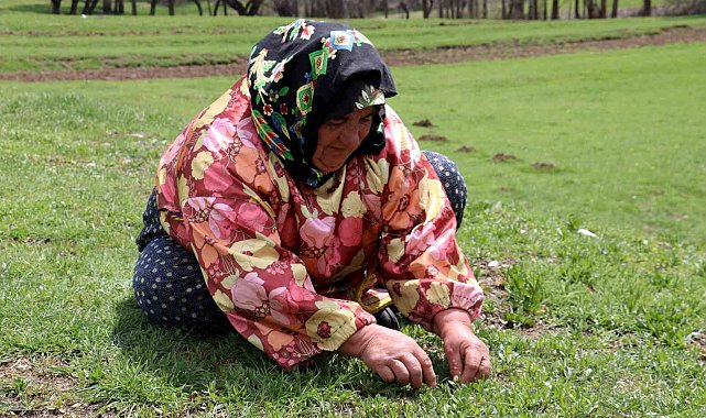Bin bir zahmetle tek tek toplanıyor, faydası saymakla bitmiyor