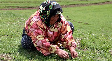Bin bir zahmetle tek tek toplanıyor, faydası saymakla bitmiyor