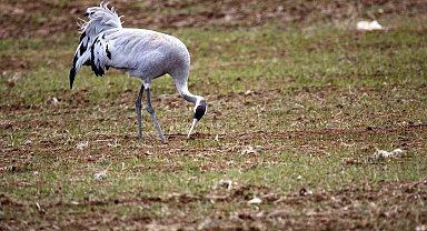 Birçok türküye konu olmuştu, Sivas'ta görüntülendi