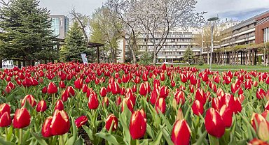 Büyükşehir, 3 milyon çiçek ile şehri çiçek bahçesine dönüştürecek