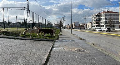 Cadde kenarındaki başıboş atlar trafiği tehlikeye soktu
