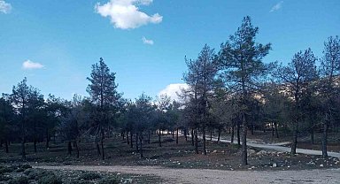 Çam kese böceklerinin zarar verdiği kızılçam ormanlarında biyolojik mücadele