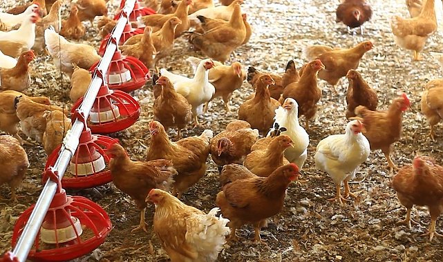 Cezaevinde üretilen yumurtalara yoğun ilgi