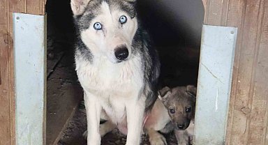 Depremzede köpekler rehabilite ediliyor