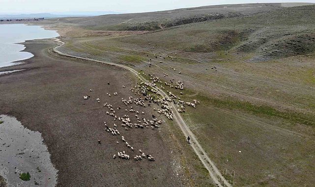 Eskişehir'de baharını alma dönemiyle birlikte koyunlar yemyeşil meralara akın etti