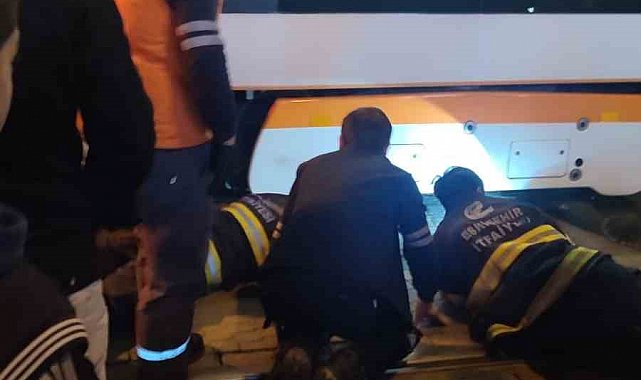 Eskişehir'de iki köpek tramvay altında kaldı