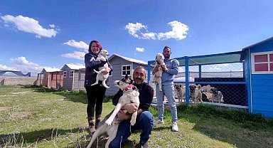Evinin bahçesini 42 köpekle paylaşıyor