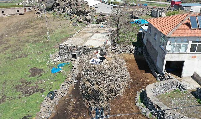 Göçmen Leylekler Hürmetçi Sazlığı'nda