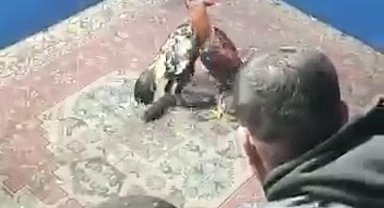 Hayvan koruma derneğine horoz dövüşü baskını
