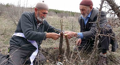Huzuru yabani meyve ağaçlarını aşılayarak buluyorlar
