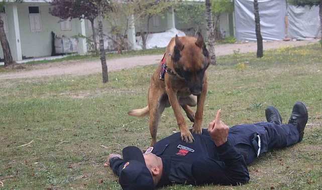 İtaat köpeği 'Rüzgar' kalp masajı yaptı, 'Batur' isimli at ip atladı