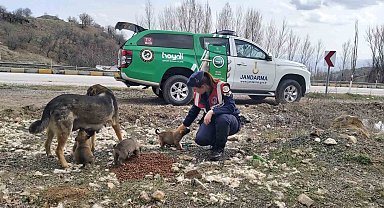 Jandarma ekipleri Sokak Hayvanlarını Koruma Günü'nde hayvanları unutmadı