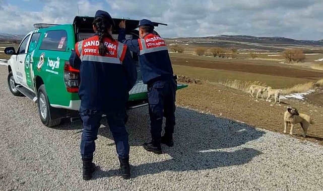 Jandarma sokak hayvanlarına mama ve yem verdi