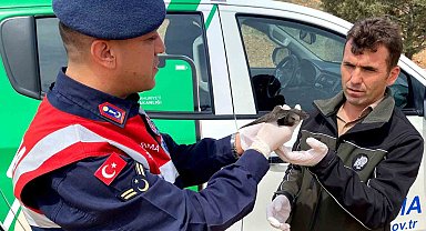 Kanadı kırık ebabil kuşu emin ellerde