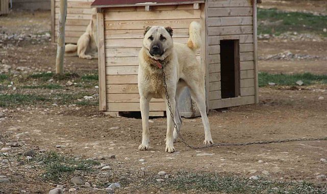 Kangal köpeğini dışkısından tanımak mümkün