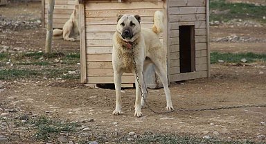 Kangal köpeğini dışkısından tanımak mümkün