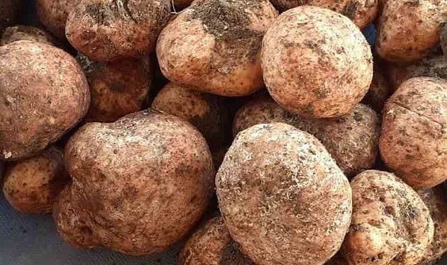 Kilosu 500 lirayı bulan 'Keme' çıktı