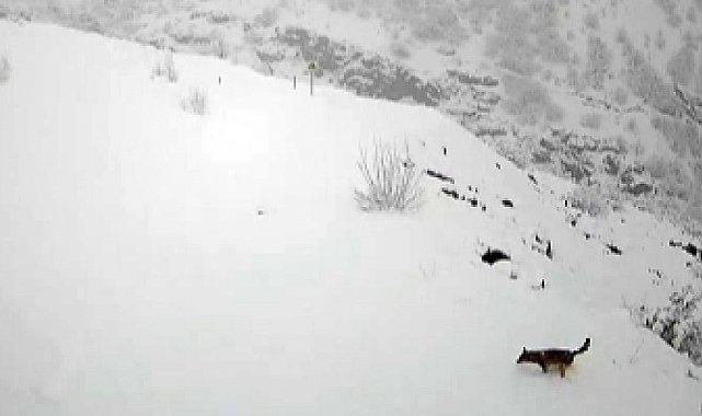 Köye inen kurt böyle görüntülendi
