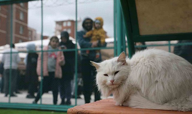 Küçük Dostlar Kedi Kasabası Açıldı