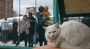 Küçük Dostlar Kedi Kasabası Açıldı